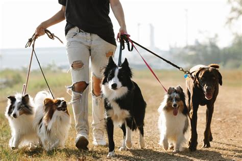 Quelle est la Meilleure Laisse pour un Chien